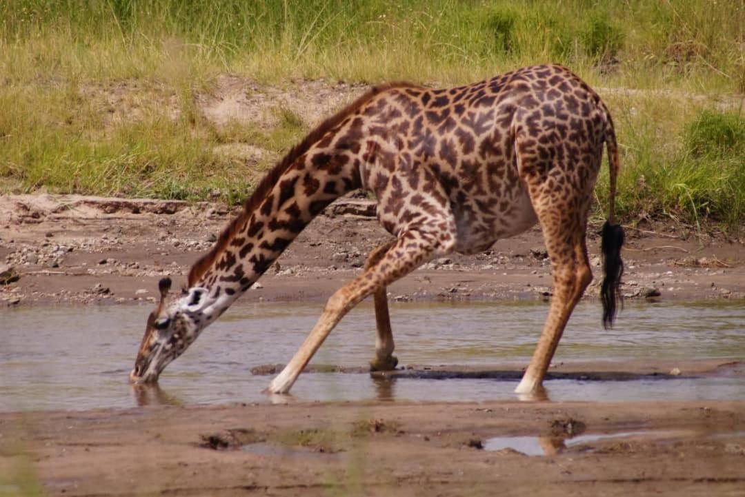 Boma la Ngombe Safi House Bed & Breakfast エクステリア 写真